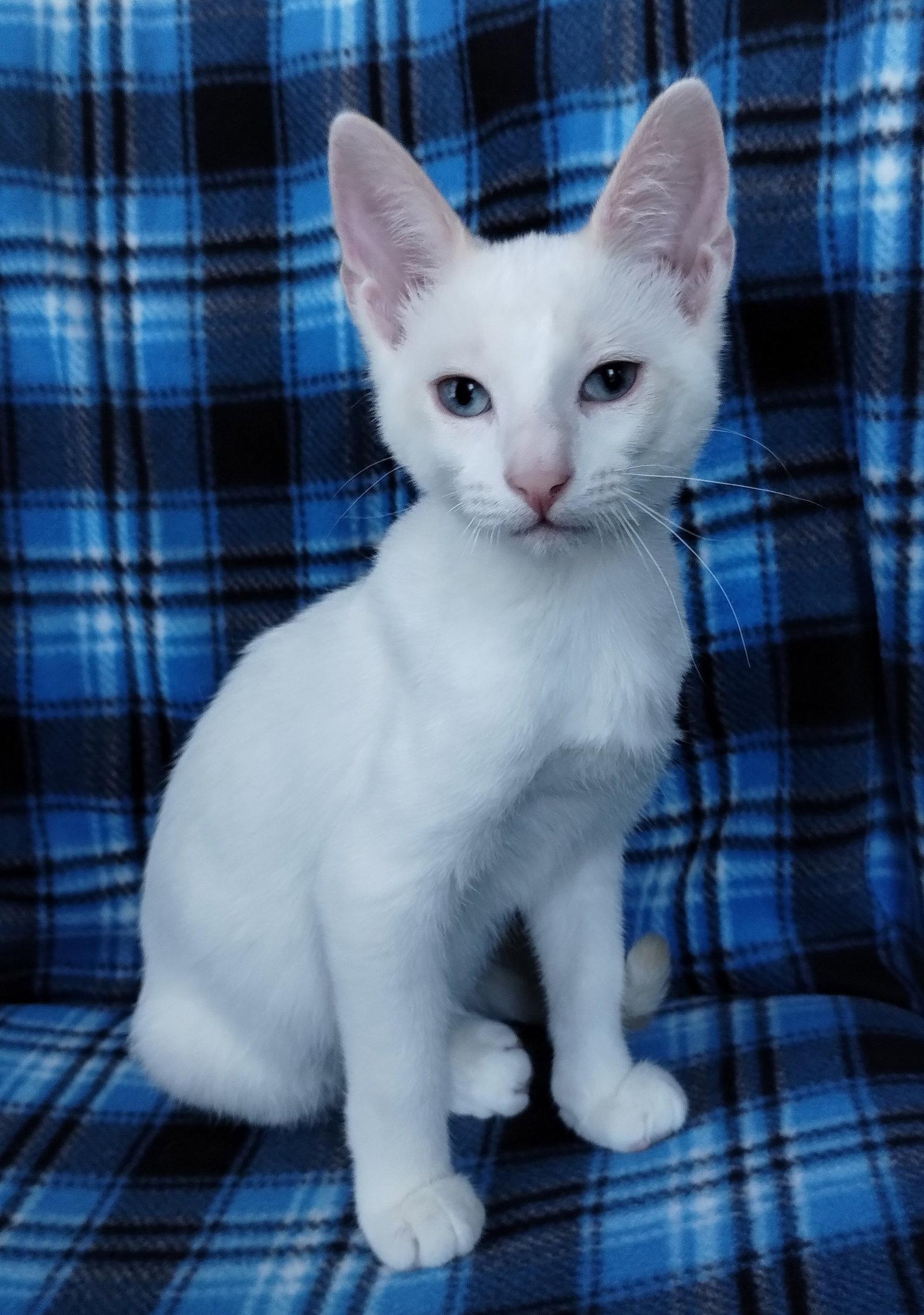 Nash, Adopted, Young Male Domestic Medium Hair.