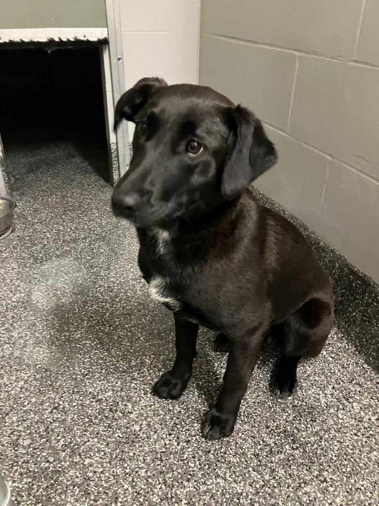Enlarge Brenda, a Adoptable mixed breed in Kenai, AK image 1/1