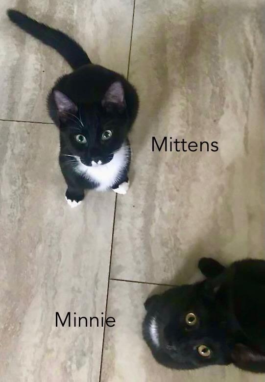 Enlarge Mittens, a Adoptable Domestic Short Hair in Hull, MA image 2/4