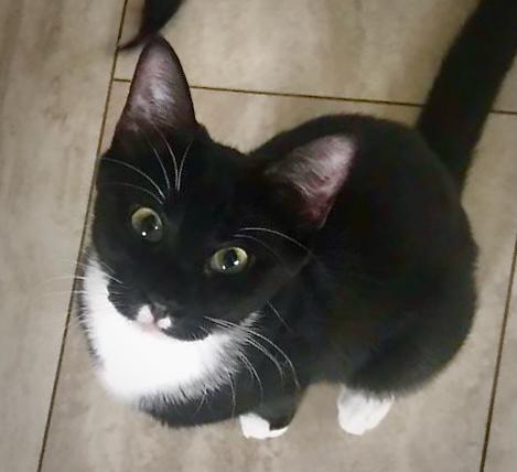 Enlarge Mittens, a Adoptable Domestic Short Hair in Hull, MA image 3/4