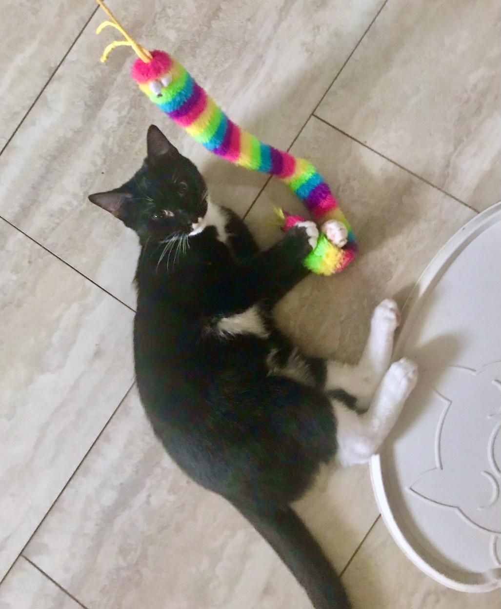 Enlarge Mittens, a Adoptable Domestic Short Hair in Hull, MA image 1/4