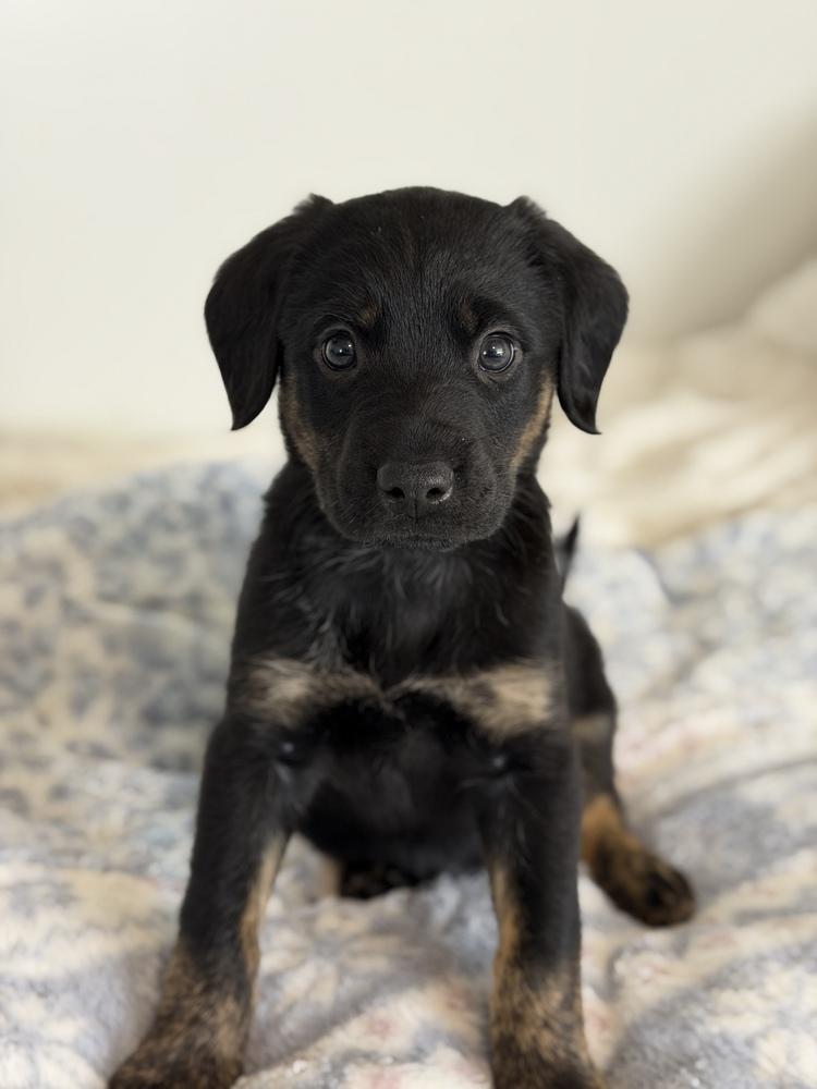Blush, Adoptable, Puppy Female Border Collie & Shepherd.