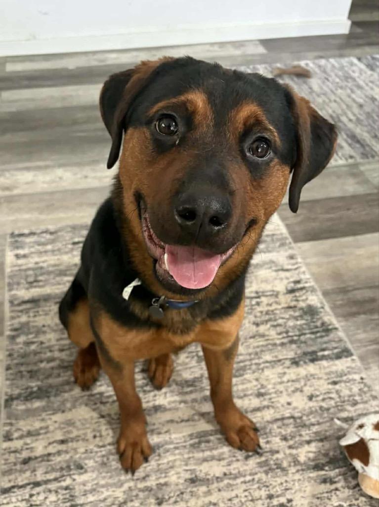 Raine, Adoptable, Young Female Rottweiler.