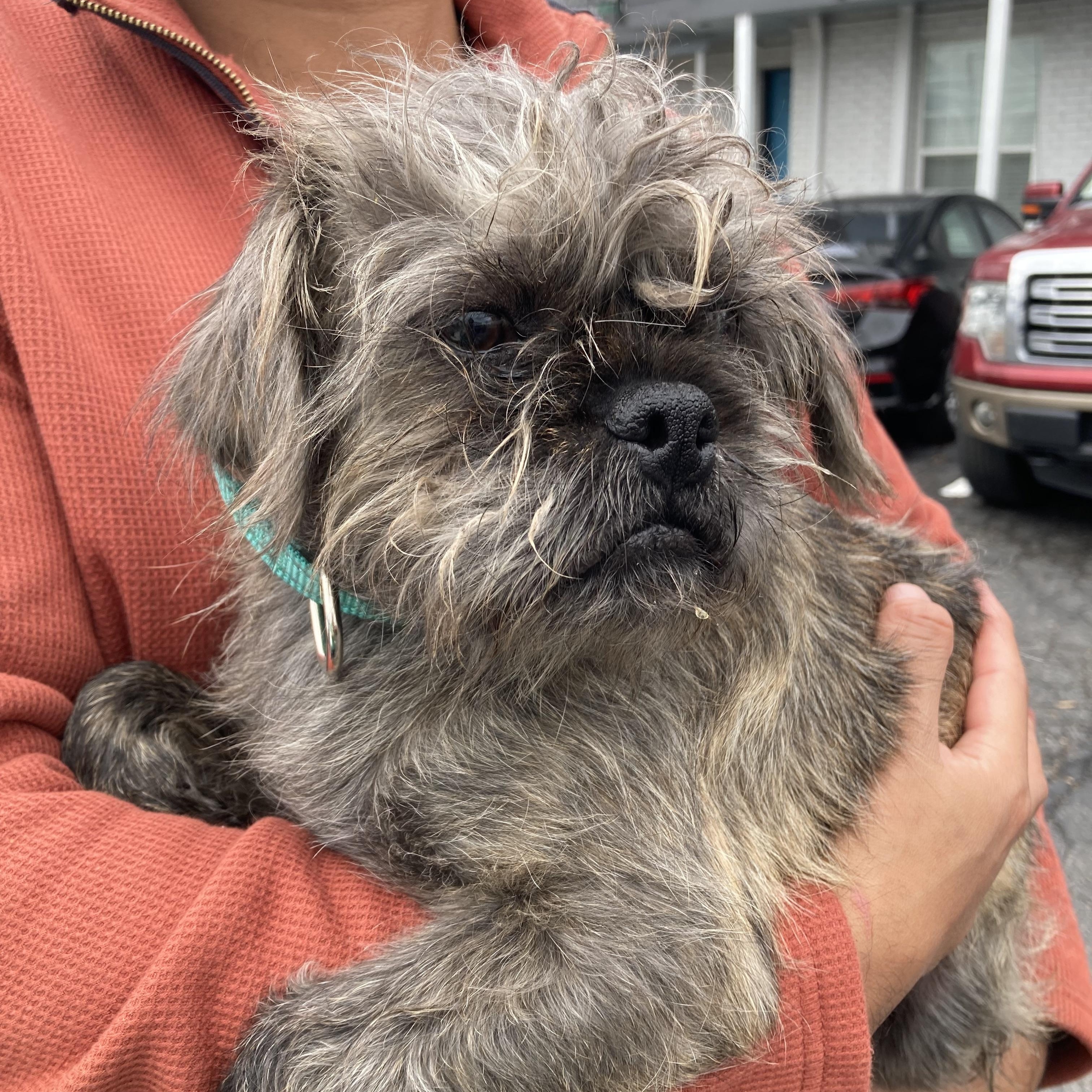 Bugsy — thumbnail 4