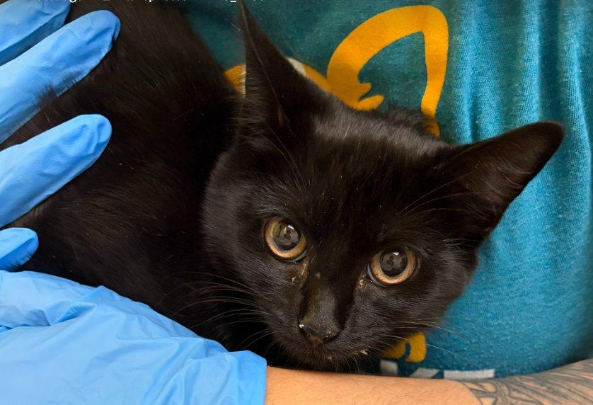 Pumpernickel, Adoptable, Kitten Female Domestic Short Hair.