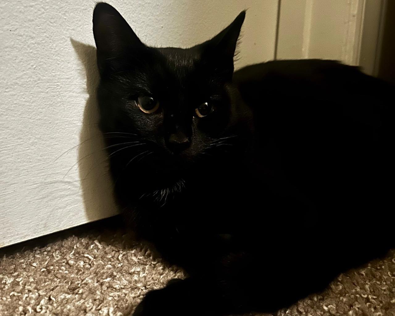 Enlarge Pumpernickel, a Adoptable Domestic Short Hair in Raleigh, NC image 2/3