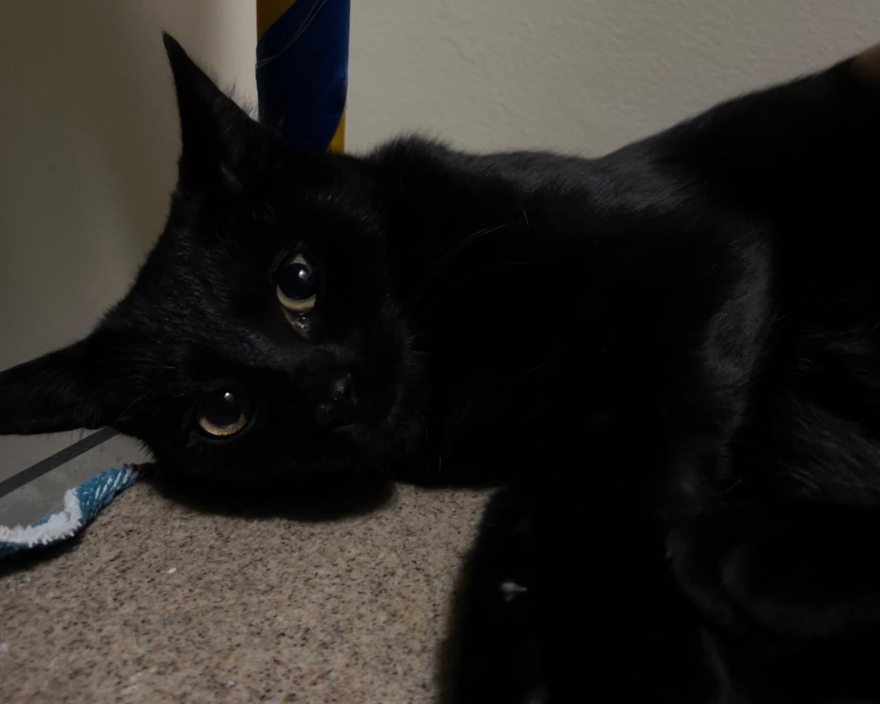 Enlarge Pumpernickel, a Adoptable Domestic Short Hair in Raleigh, NC image 3/3