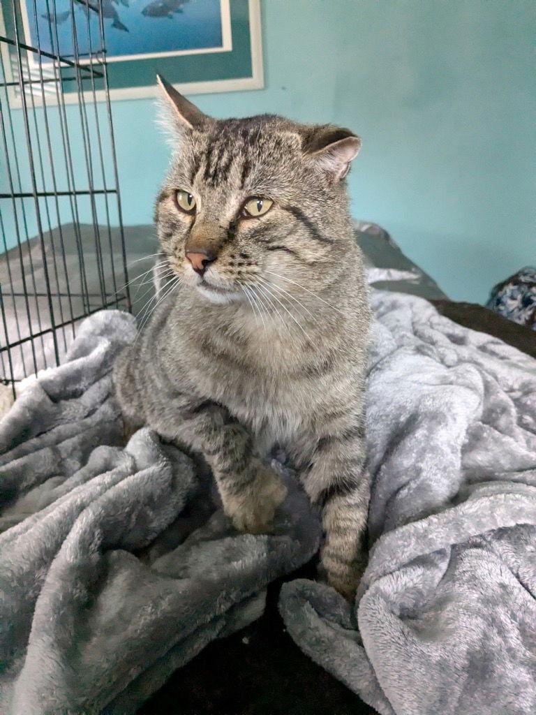 Enlarge Nip - In Foster, a Adoptable Domestic Short Hair in Emmett, ID image 1/1