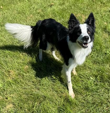 Enlarge Earl, a other mixed breed in Morris, MN image 1/3