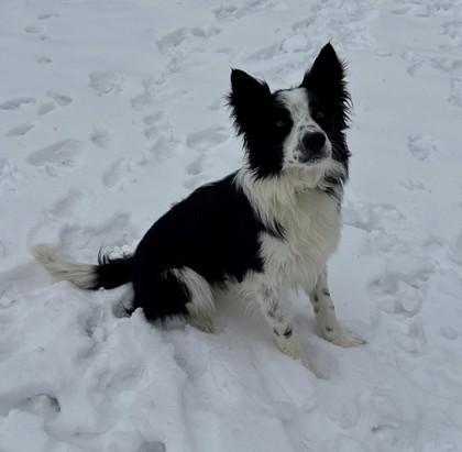 Enlarge Earl, a other mixed breed in Morris, MN image 2/3