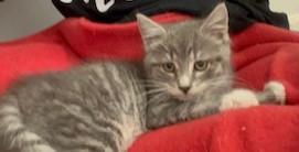 Enlarge Tara & Wolfie, a Adopted Domestic Short Hair in Rockville, MD image 2/3