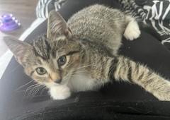 Enlarge Tara & Wolfie, a Adopted Domestic Short Hair in Rockville, MD image 3/3