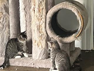 Tara & Wolfie, Adopted, Kitten Female Domestic Short Hair.