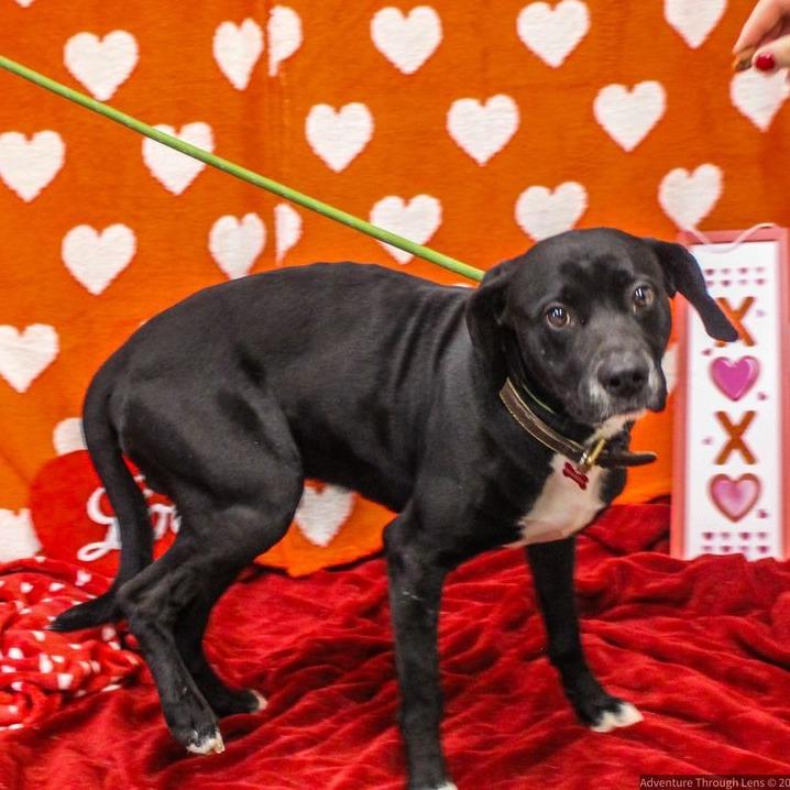 Enlarge Shadow, a Adoptable Mixed Breed in Charleston, WV image 1/6