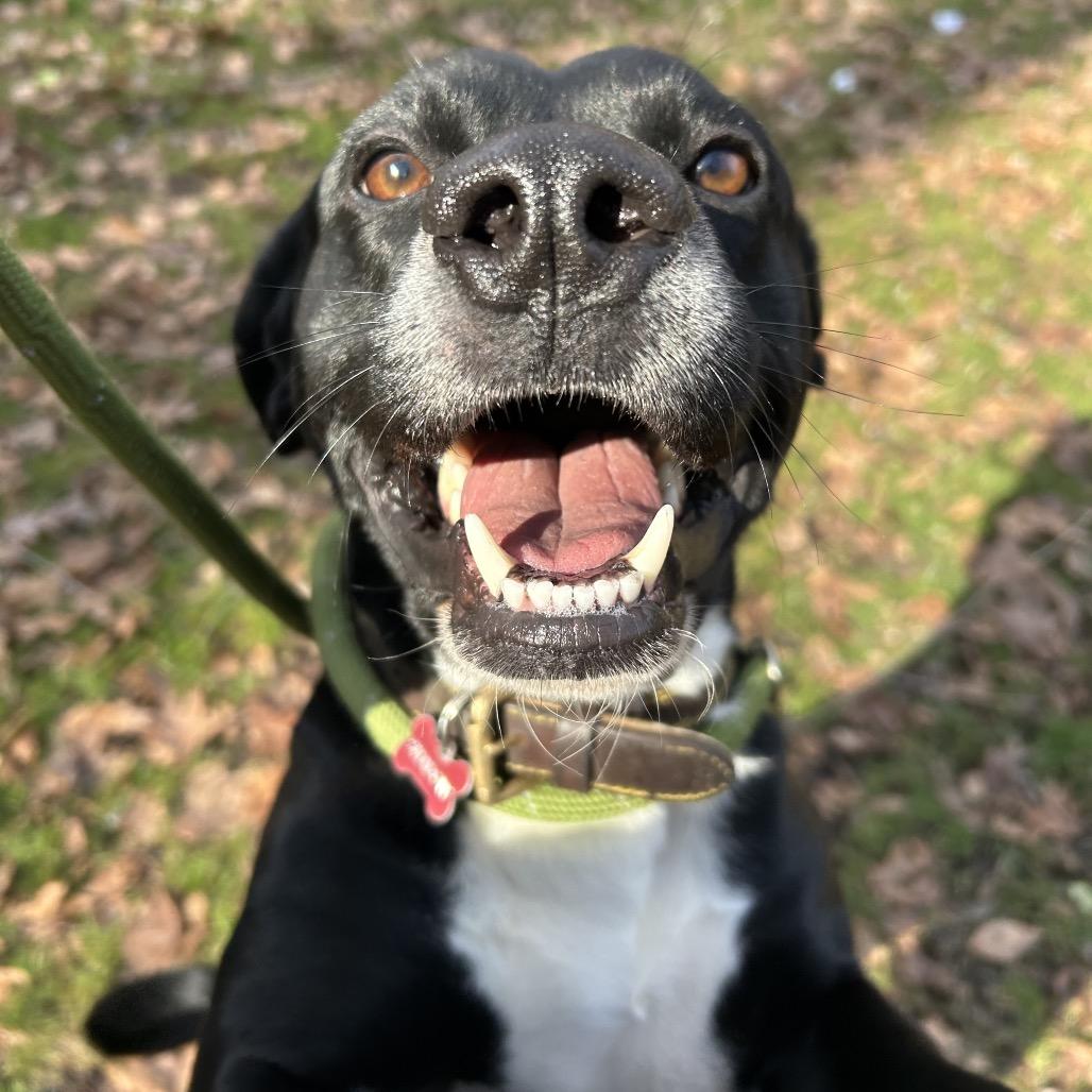 Enlarge Shadow, a Adoptable Mixed Breed in Charleston, WV image 2/6