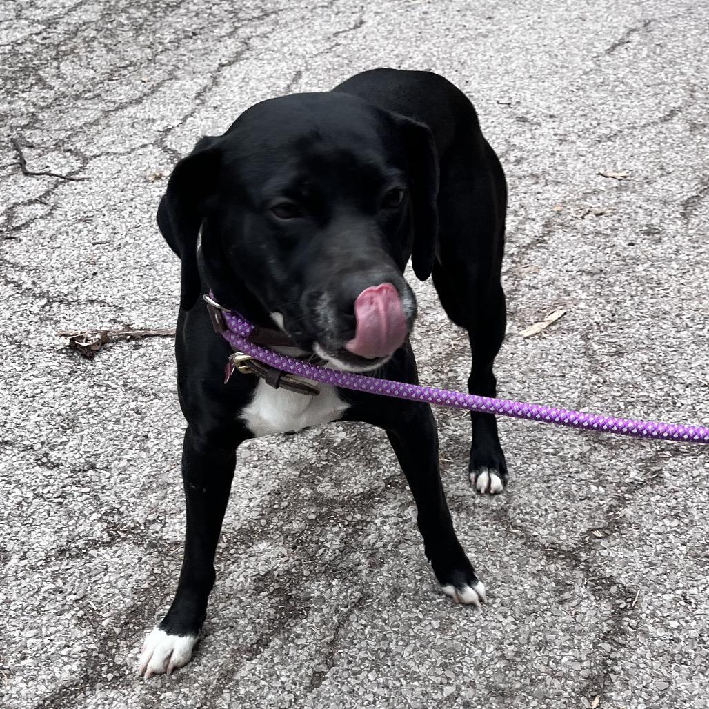 Enlarge Shadow, a Adoptable Mixed Breed in Charleston, WV image 3/6