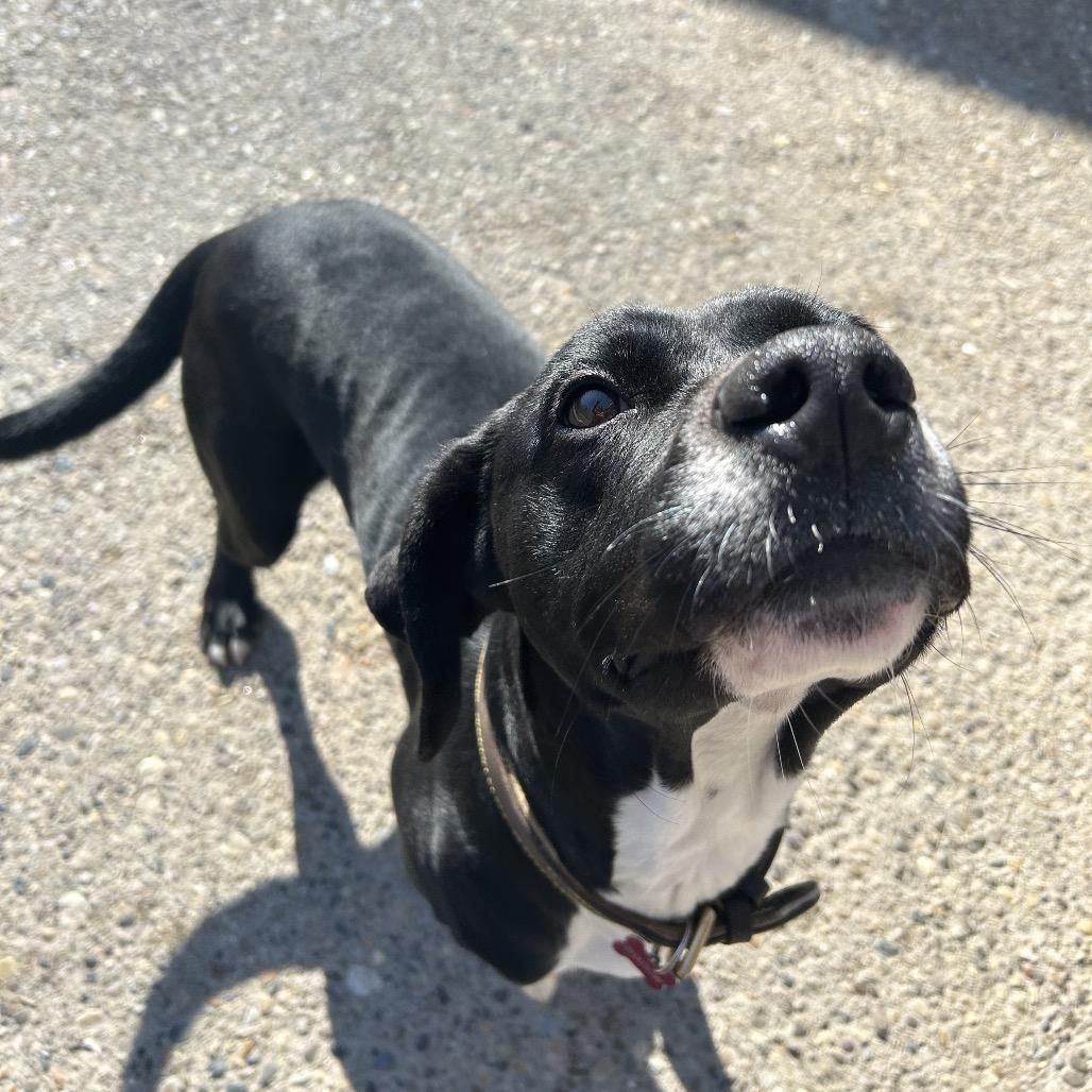 Enlarge Shadow, a Adoptable Mixed Breed in Charleston, WV image 4/6