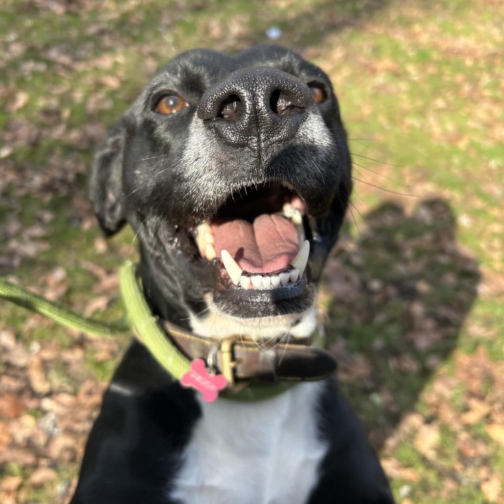 Enlarge Shadow, a Adoptable Mixed Breed in Charleston, WV image 5/6