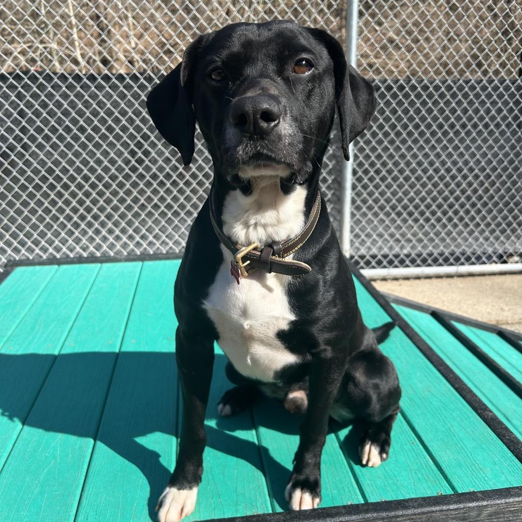 Enlarge Shadow, a Adoptable Mixed Breed in Charleston, WV image 6/6