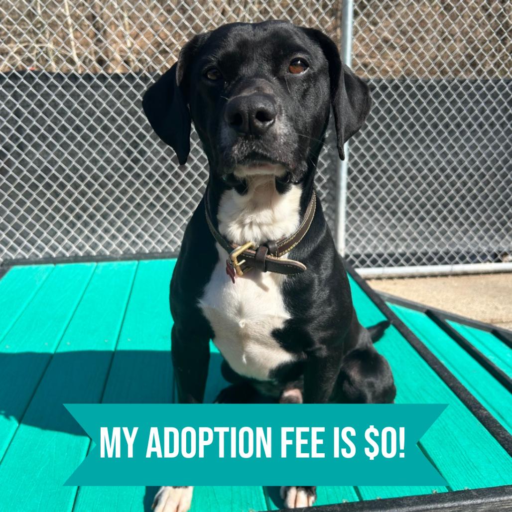 Enlarge Shadow, a Adoptable Mixed Breed in Charleston, WV image 6/6