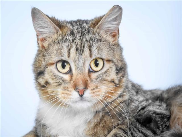 MAGNETO, Adoptable, Young Male Domestic Short Hair.