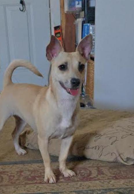 Sarah in TX, Adoptable, Young Female Chihuahua & Dachshund.