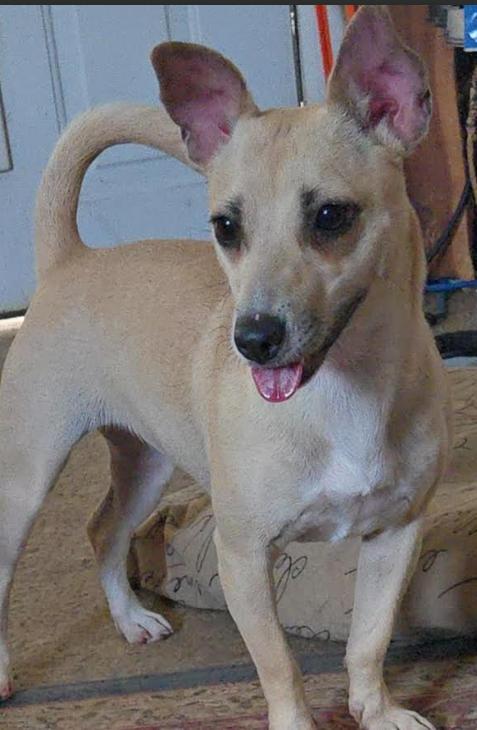 Enlarge Sarah in TX, a Adoptable mixed breed in Cranston, RI image 2/3