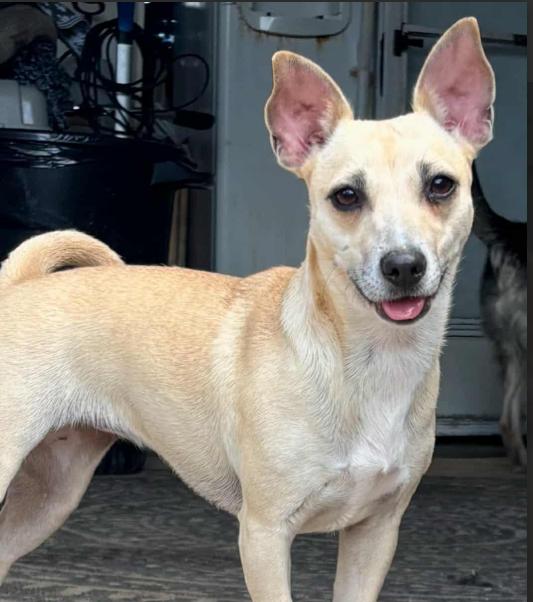 Enlarge Sarah in TX, a Adoptable mixed breed in Cranston, RI image 3/3