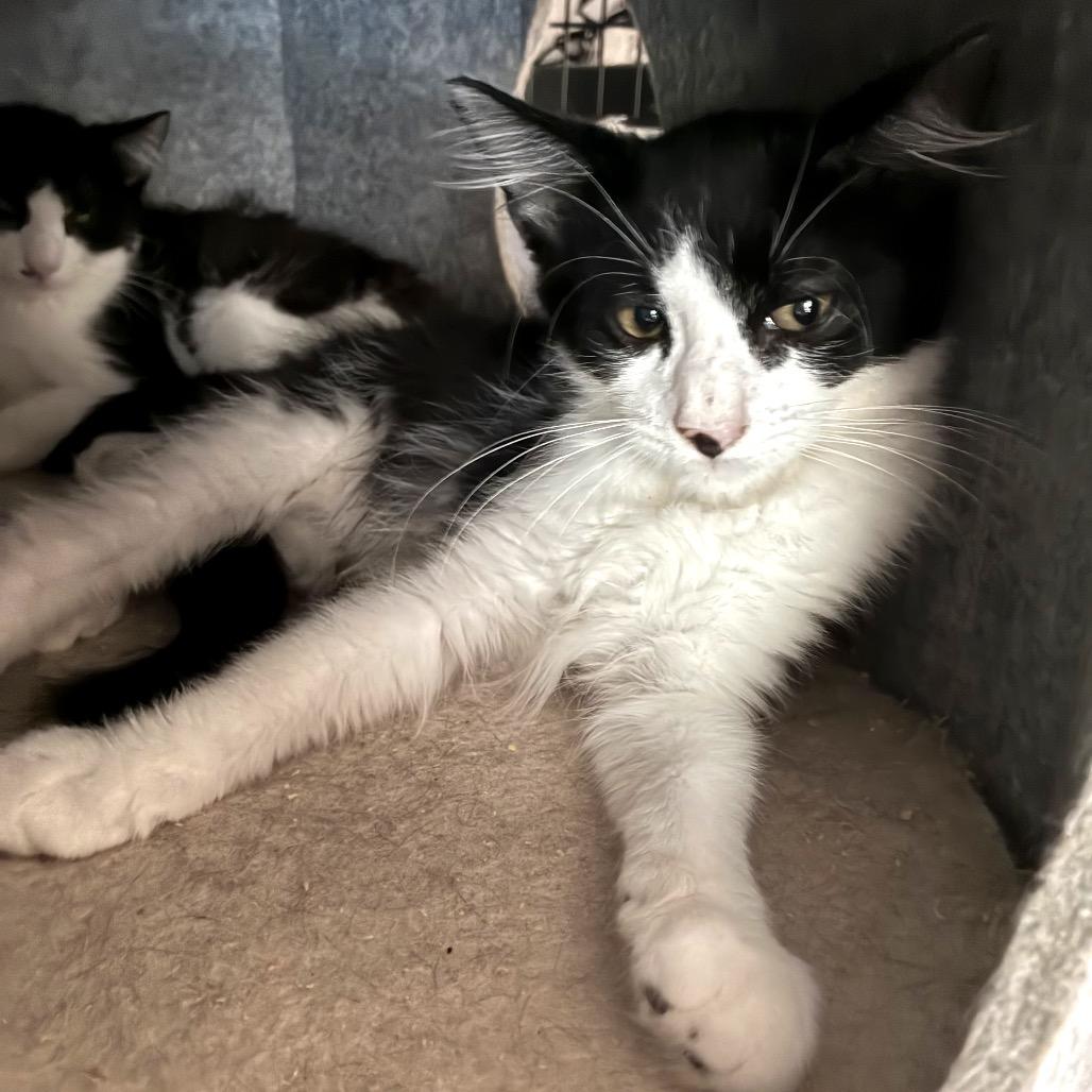Wemby, a Adoptable Domestic Medium Hair in Bulverde, TX image 1/4