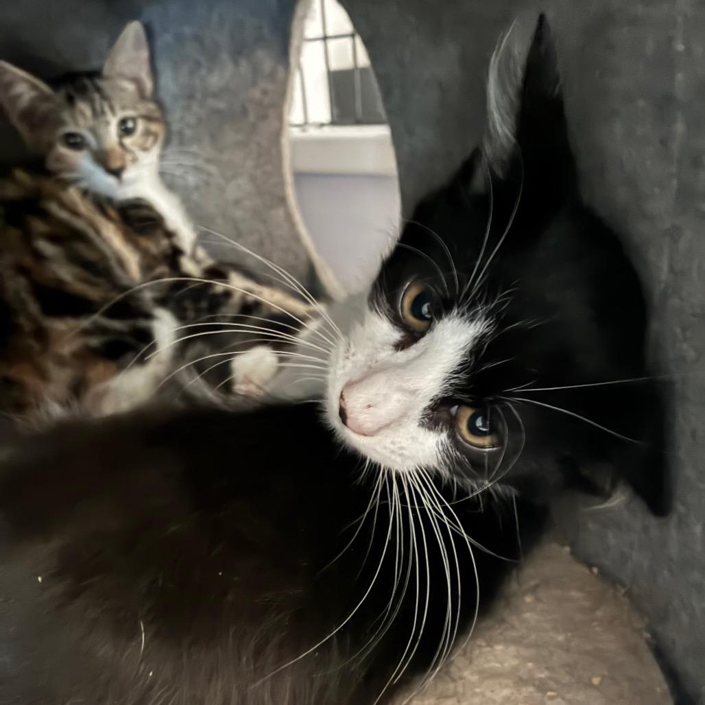 Wemby, a Adoptable Domestic Medium Hair in Bulverde, TX image 2/4