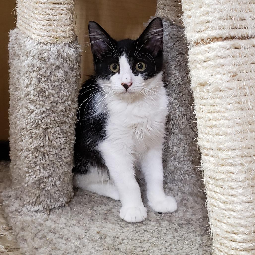 Wemby, a Adoptable Domestic Medium Hair in Bulverde, TX image 3/4