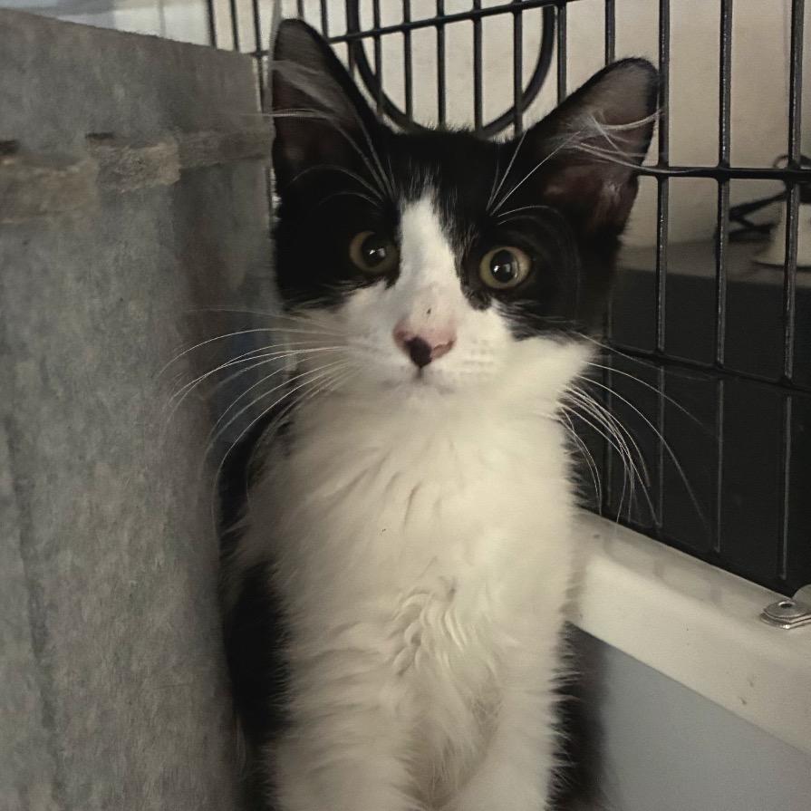Wemby, a Adoptable Domestic Medium Hair in Bulverde, TX image 4/4