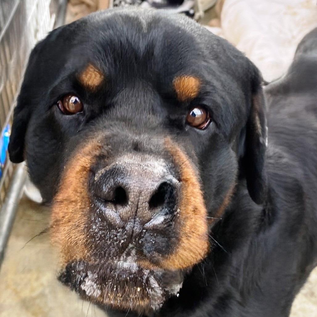 Ryan, Adoptable, Adult Male Rottweiler.