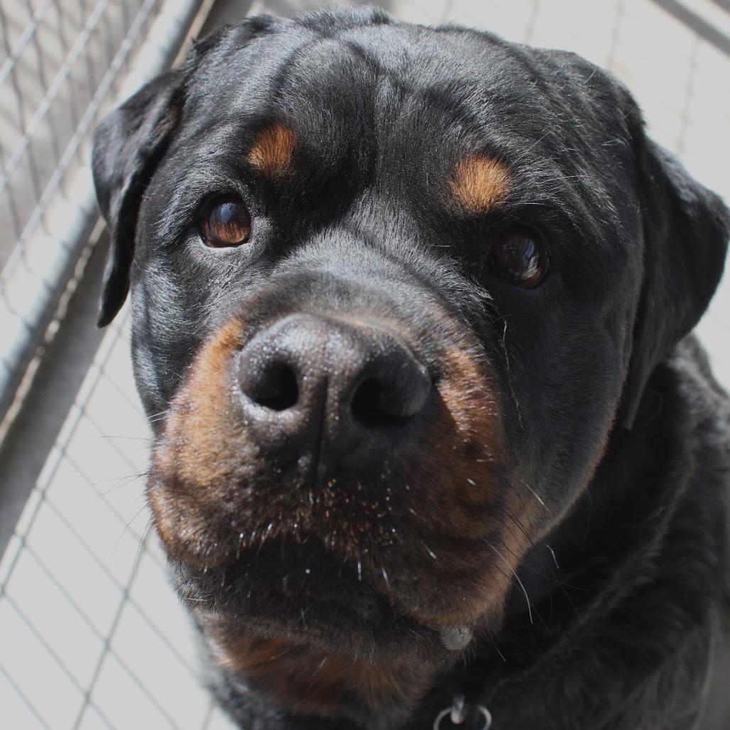 Enlarge Ryan, a Adoptable Rottweiler in Pagosa Springs, CO image 3/5