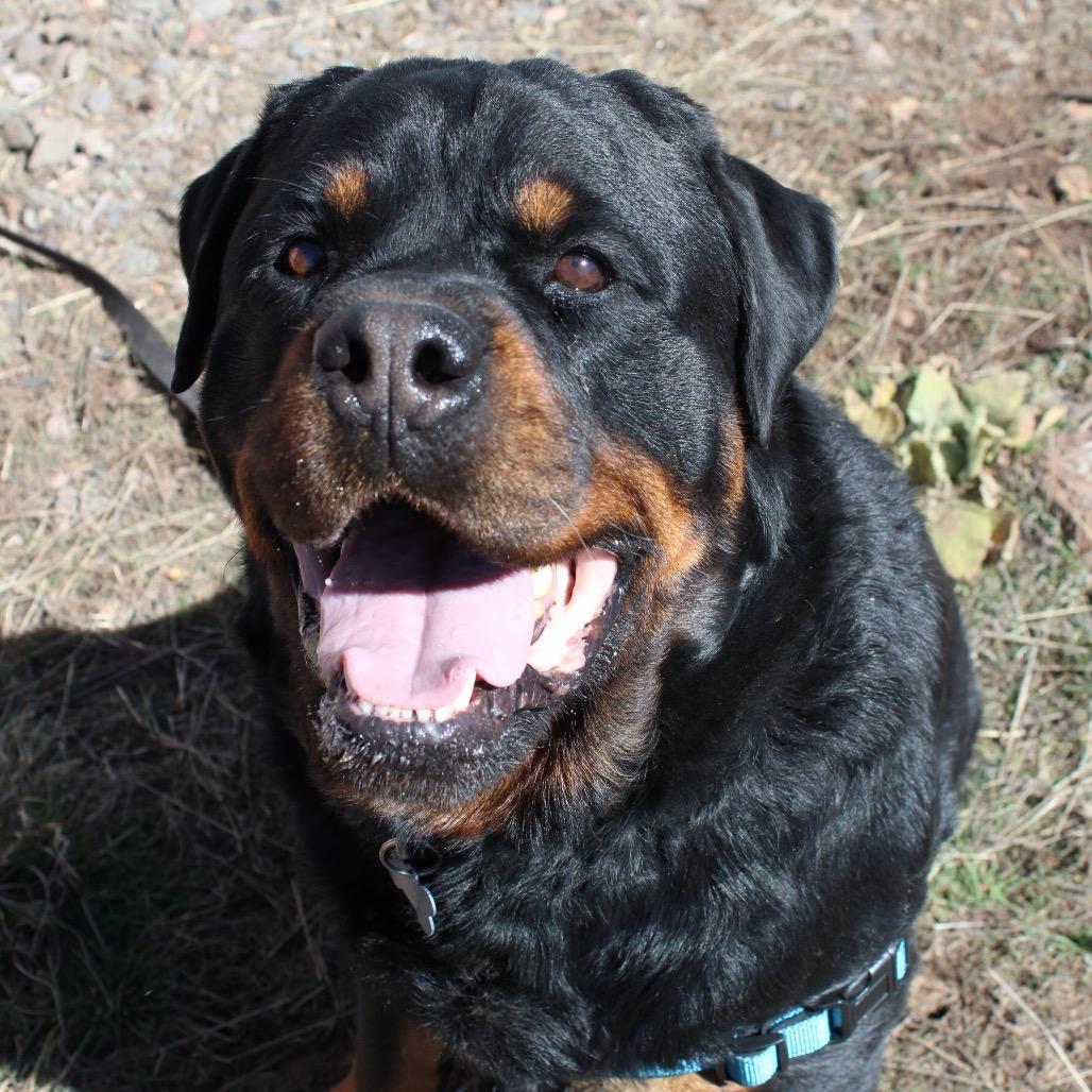 Enlarge Ryan, a Adoptable Rottweiler in Pagosa Springs, CO image 4/5