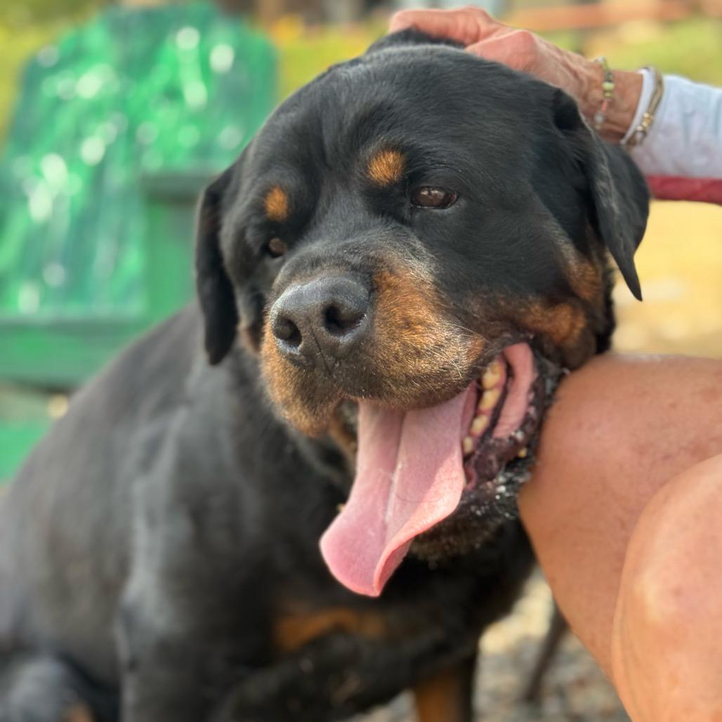Ryan, a Adoptable Rottweiler in Pagosa Springs, CO image 3/3