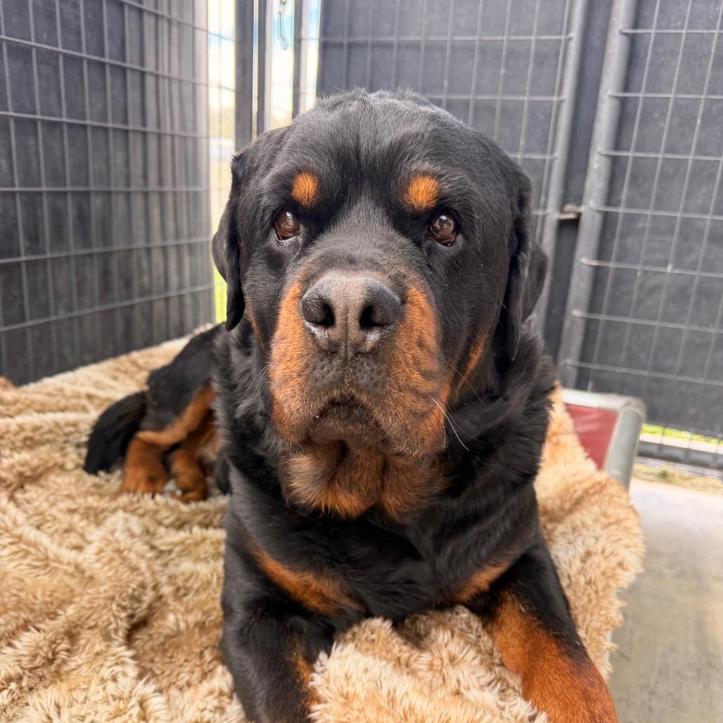 Enlarge Ryan, a Adoptable Rottweiler in Pagosa Springs, CO image 6/6