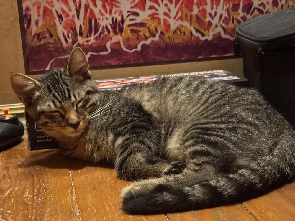 Jimmy Reed, Adoptable, Kitten Male Domestic Short Hair & Tabby.