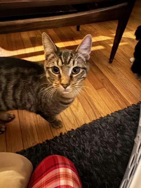 Jimmy Reed, Adoptable, Kitten Male Domestic Short Hair & Tabby.