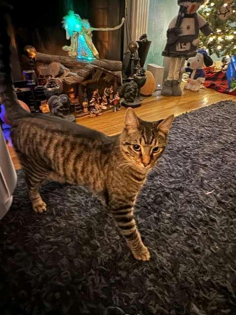 Enlarge Jimmy Reed, a Adoptable mixed breed in Cleveland, OH image 3/5