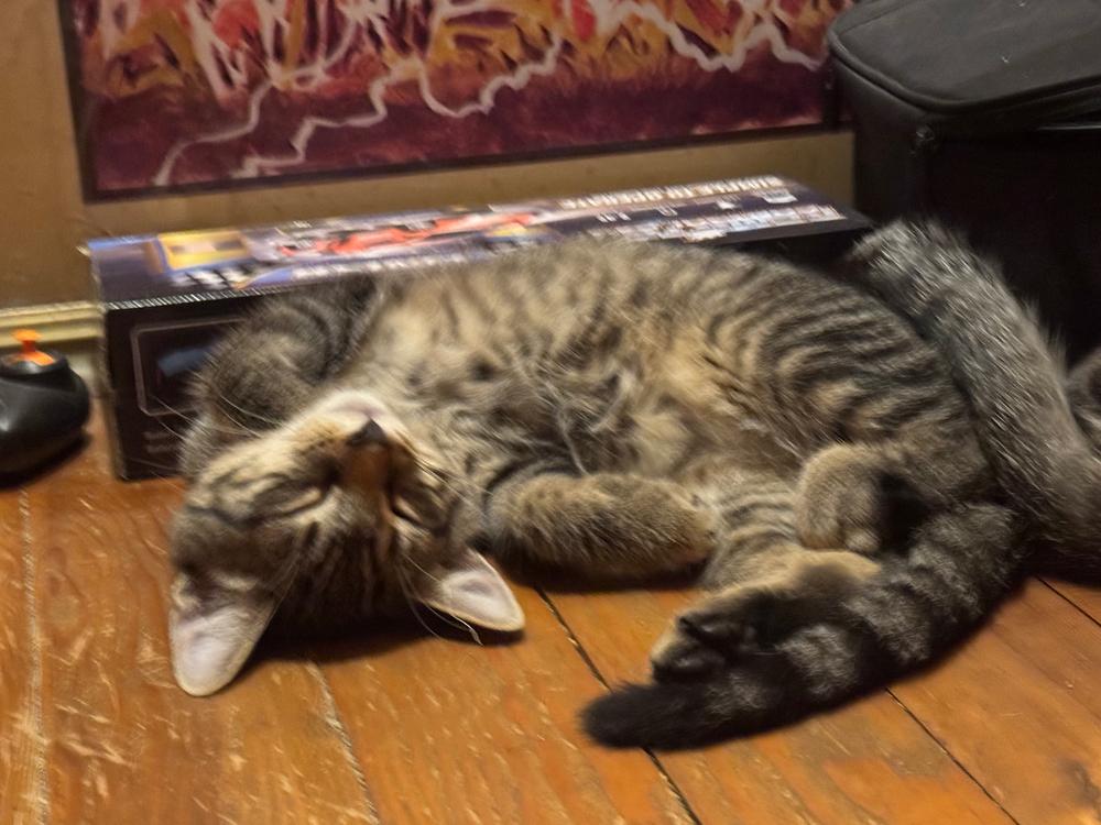 Enlarge Jimmy Reed, a Adoptable mixed breed in Cleveland, OH image 3/3