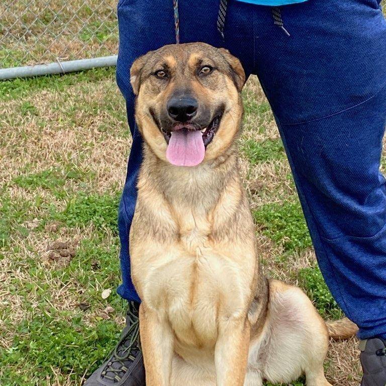 Enlarge Daisy, a Adoptable mixed breed in Portland, OR image 1/4
