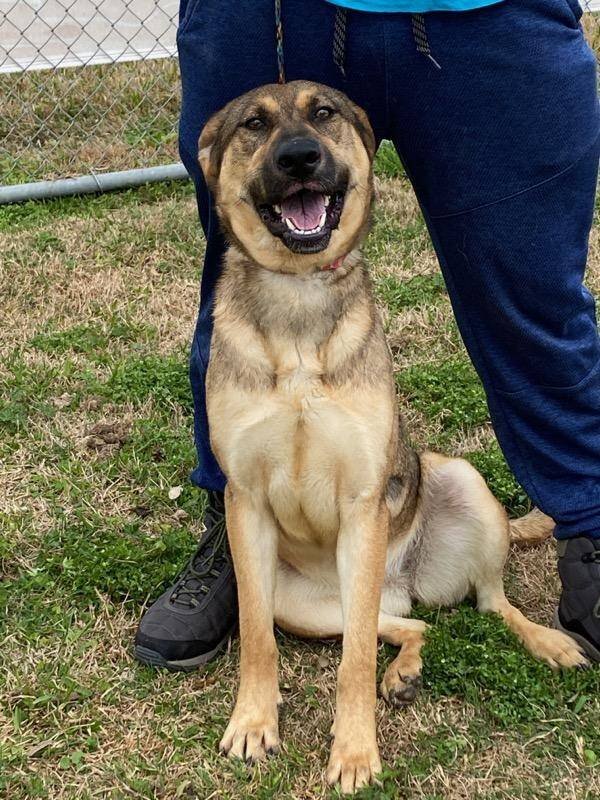 Enlarge Daisy, a Adoptable mixed breed in Portland, OR image 2/4