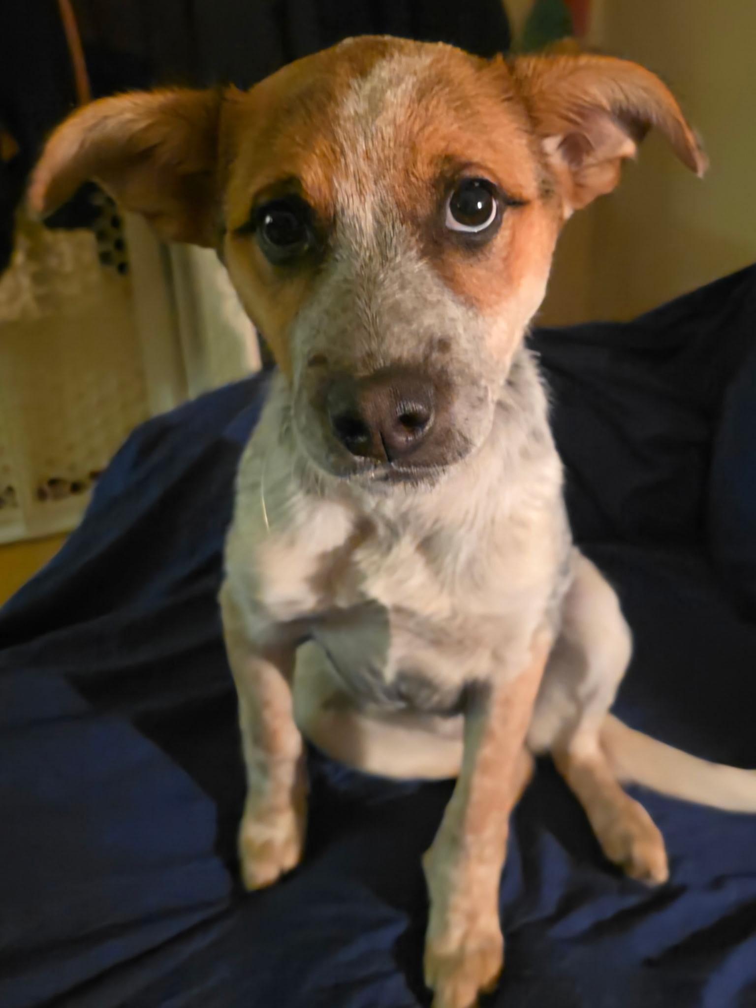 Enlarge Mandy, a Adoptable mixed breed in Riverton, WY image 1/3