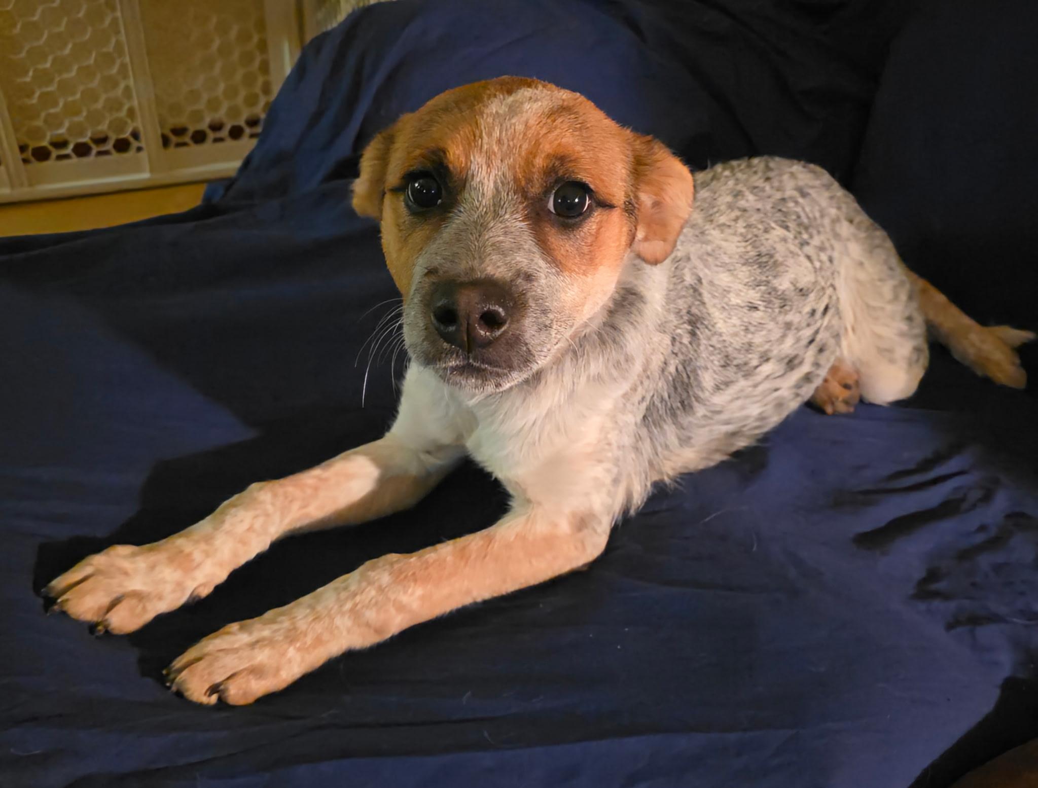 Enlarge Mandy, a Adoptable mixed breed in Riverton, WY image 2/3