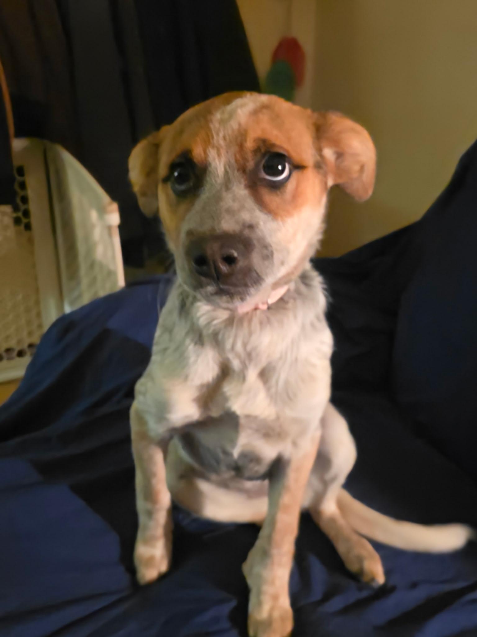 Enlarge Mandy, a Adoptable mixed breed in Riverton, WY image 3/3