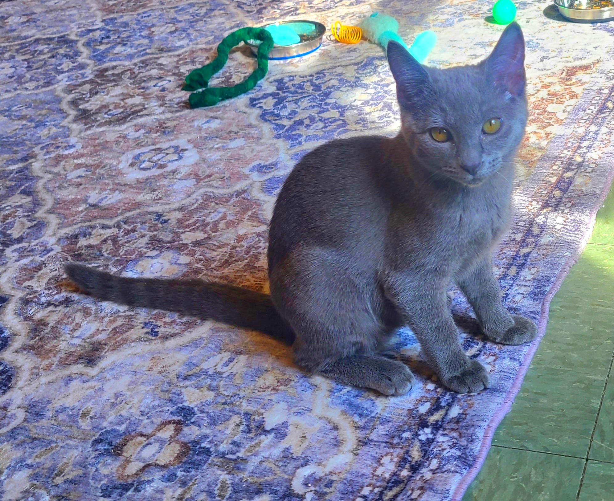 Liberty & Sparkler, a ADOPTABLE Domestic Short Hair in Kirkland, WA image 2/2