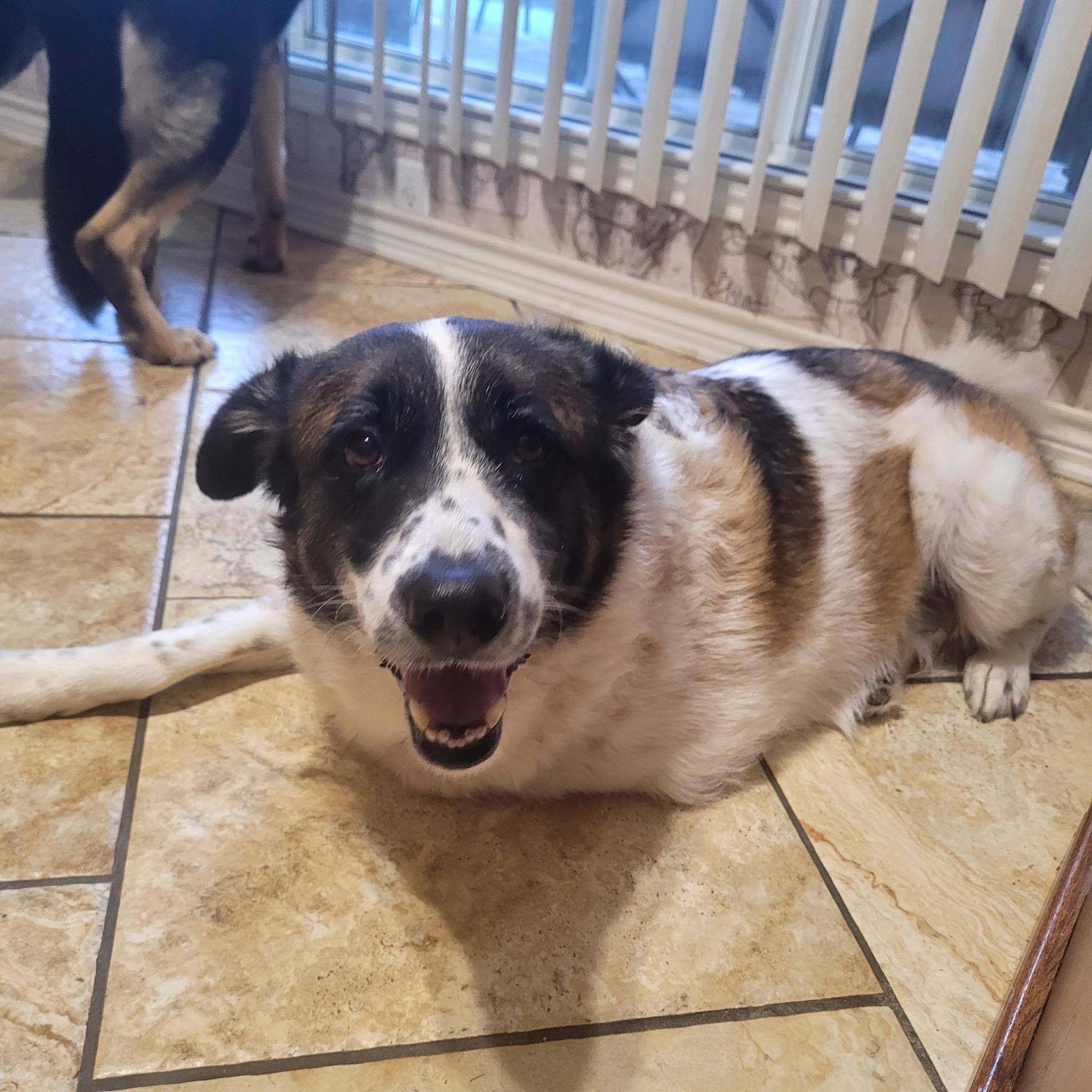 Enlarge Cindy Lou, a Adoptable mixed breed in Chatham, NJ image 5/6