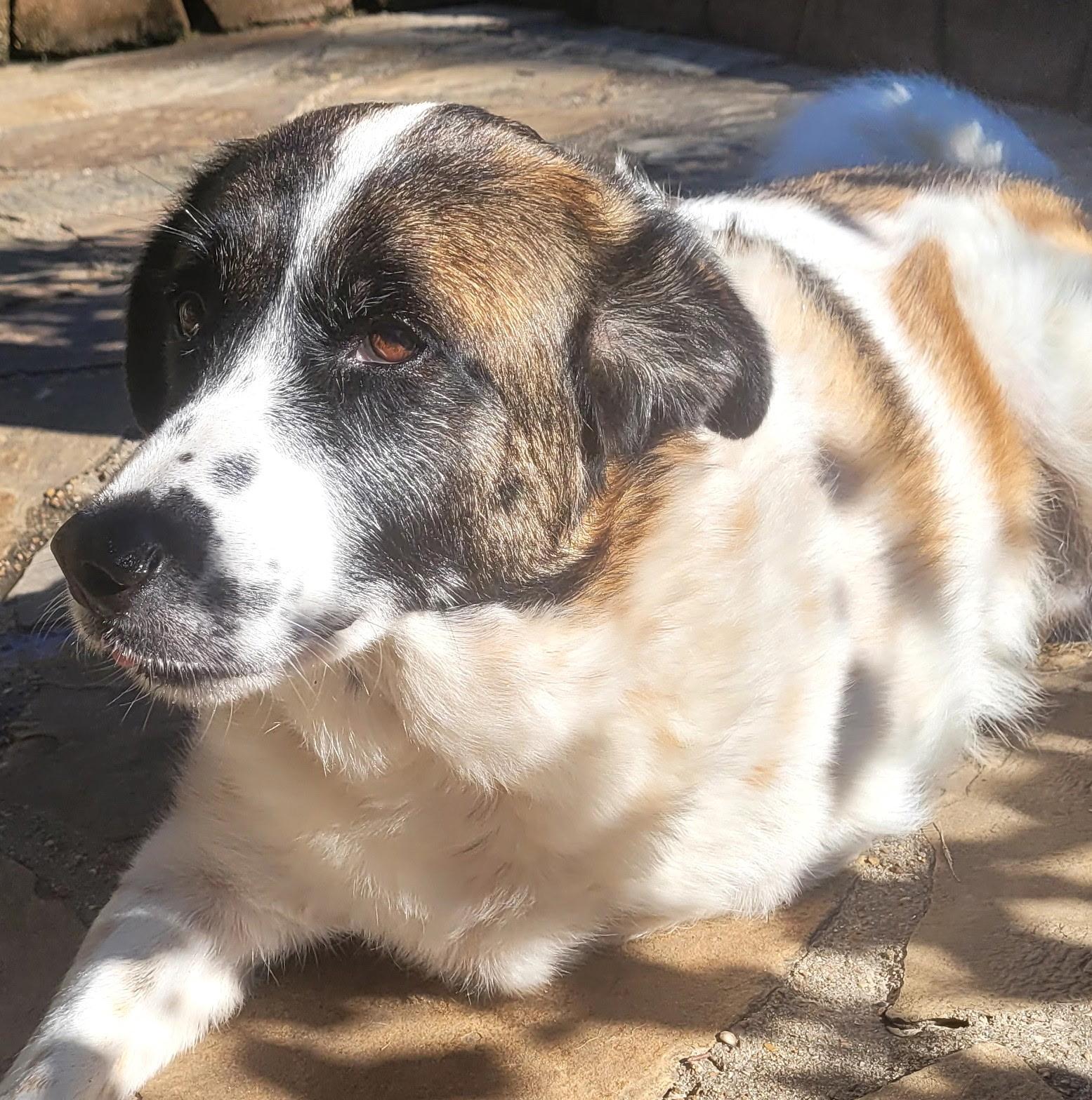 Enlarge Cindy Lou, a Adoptable mixed breed in Chatham, NJ image 2/6