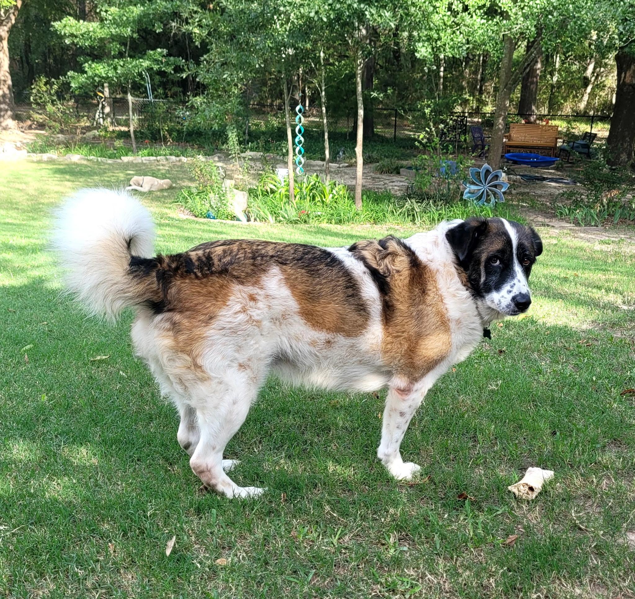Enlarge Cindy Lou, a Adoptable mixed breed in Chatham, NJ image 6/6